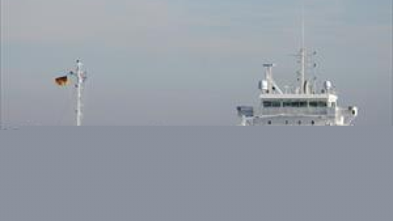 Arklow Willow